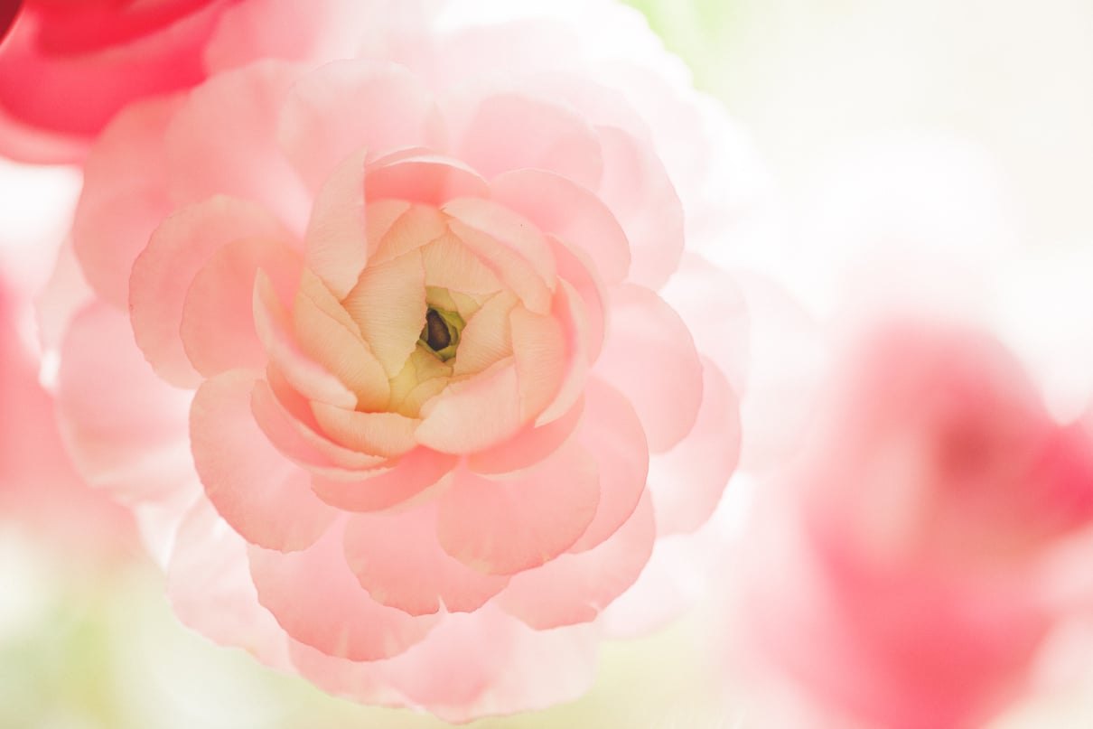 Pretty Ranunculus